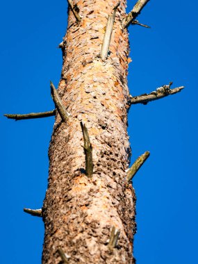 moss ile eski Orman ağaçları ve güneş ışınlarının kaplı