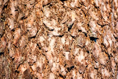 moss ile eski Orman ağaçları ve güneş ışınlarının kaplı