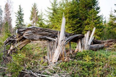 moss ile eski Orman ağaçları ve güneş ışınlarının kaplı