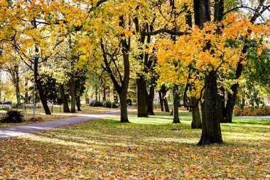moss ile eski Orman ağaçları ve güneş ışınlarının kaplı