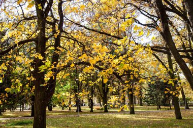 moss ile eski Orman ağaçları ve güneş ışınlarının kaplı