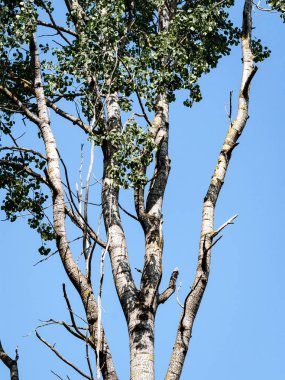 moss ile eski Orman ağaçları ve güneş ışınlarının kaplı