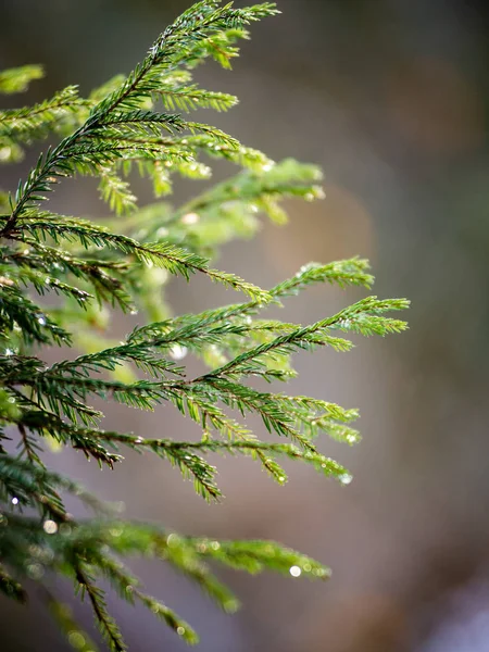 Oud bos met mos gedekt bomen en stralen van de zon — Stockfoto