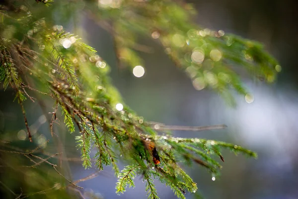 Floresta velha com musgo coberto de árvores e raios de sol — Fotografia de Stock