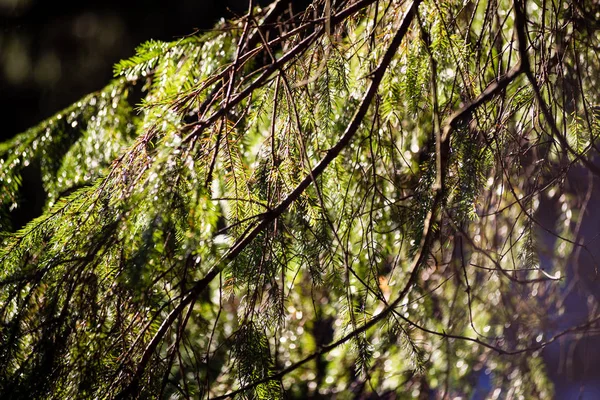 Vecchia foresta con alberi coperti di muschio e raggi di sole — Foto Stock