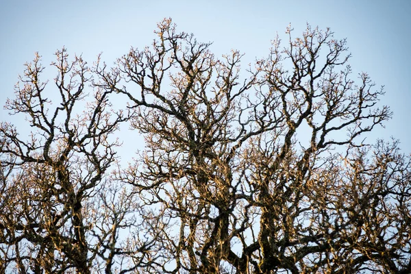 Bosque viejo con árboles cubiertos de musgo y rayos de sol — Foto de Stock