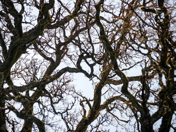 Bosque viejo con árboles cubiertos de musgo y rayos de sol — Foto de Stock