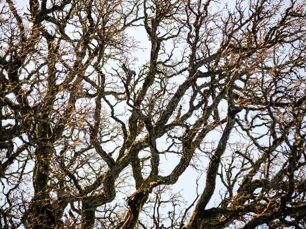 Bosque viejo con árboles cubiertos de musgo y rayos de sol — Foto de Stock