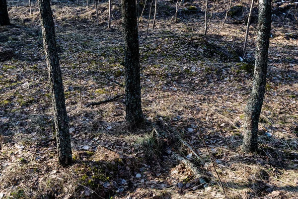 Oud bos met mos gedekt bomen en stralen van de zon — Stockfoto