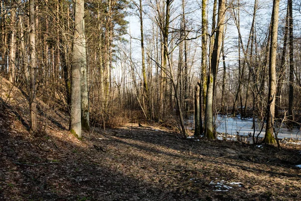 Bosque viejo con árboles cubiertos de musgo y rayos de sol —  Fotos de Stock