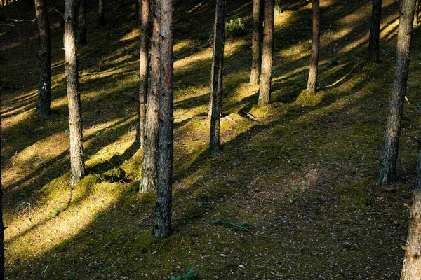 Bosque viejo con árboles cubiertos de musgo y rayos de sol — Foto de Stock