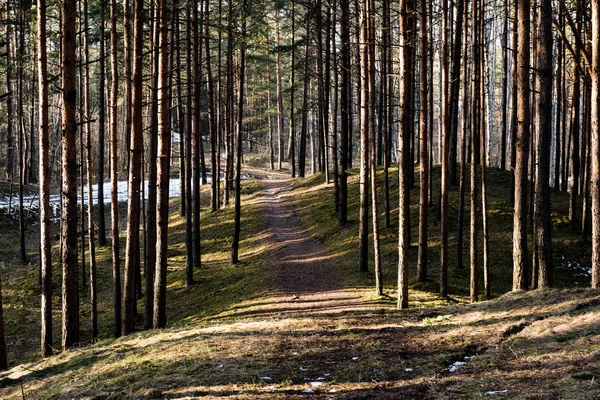 Floresta velha com musgo coberto de árvores e raios de sol — Fotografia de Stock