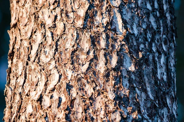 Hutan tua dengan lumut tertutup pohon dan sinar matahari — Stok Foto
