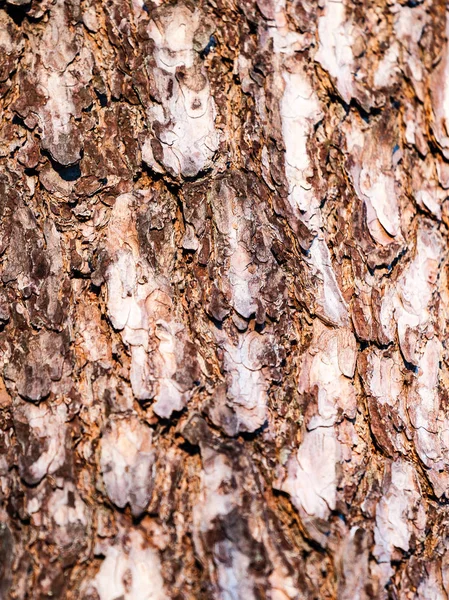 Régi erdei moha alá tartozó fák és a nap sugarai — Stock Fotó