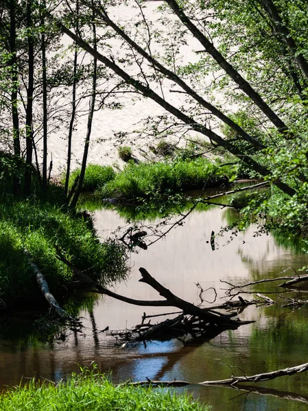 moss ile eski Orman ağaçları ve güneş ışınlarının kaplı