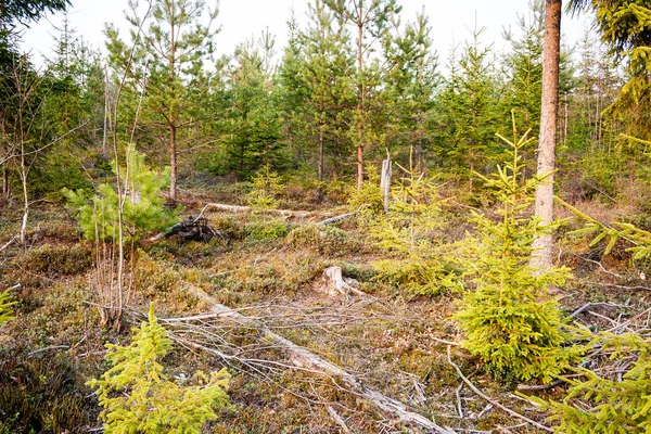 Vieille forêt avec des arbres couverts de mousse et des rayons de soleil — Photo