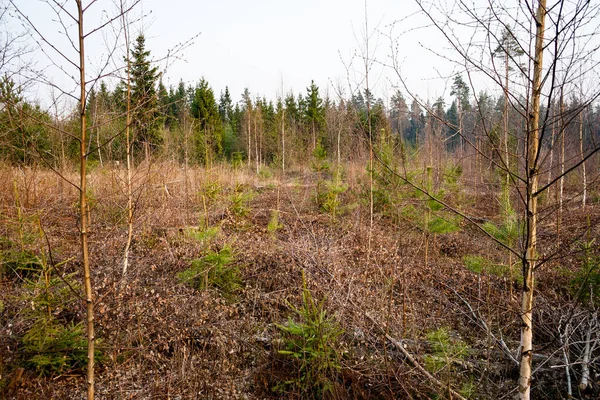 Vieille forêt avec des arbres couverts de mousse et des rayons de soleil — Photo