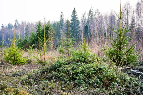 Старий ліс з мохом покриті деревами і променями сонця — стокове фото