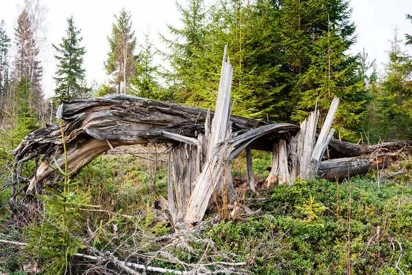 moss ile eski Orman ağaçları ve güneş ışınlarının kaplı