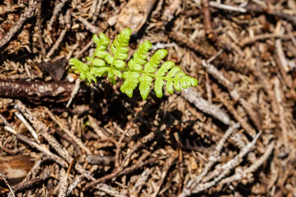 Floresta velha com musgo coberto de árvores e raios de sol — Fotografia de Stock