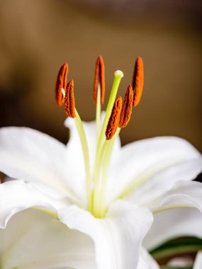 güzel beyaz çiçeklerle closeup arka plan bulanıklık