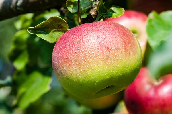 Vértes gyönyörű zöld alma életlenítés háttér — Stock Fotó