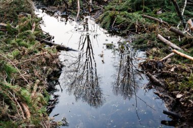 dağ nehir orman tarafından çevrili yaz aylarında