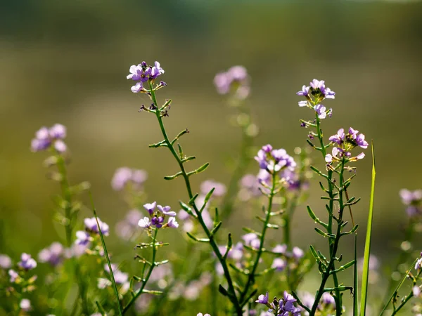 Primer plano de hermosas plantas verdes con fondo borroso — Foto de Stock