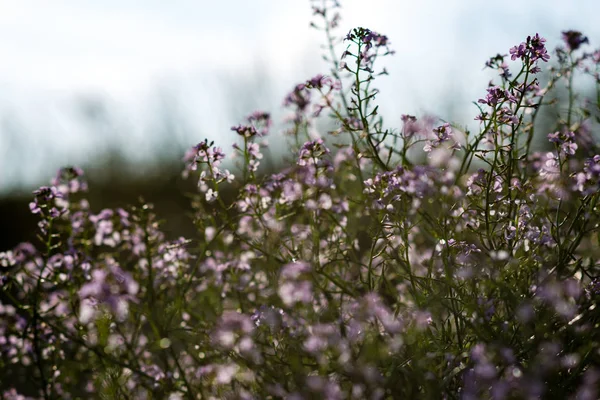 Primer plano de hermosas plantas verdes con fondo borroso — Foto de Stock