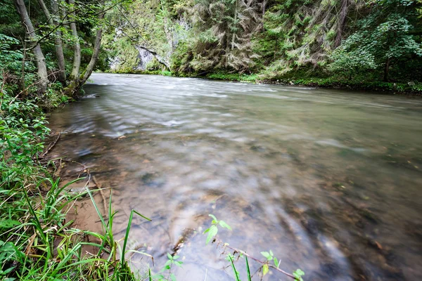 Fiume di montagna in estate circondato dalla foresta — Foto Stock