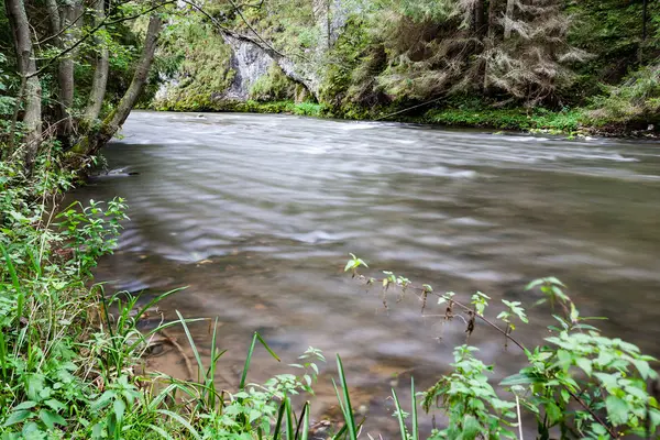 Gebirgsfluss im Sommer umgeben von Wald — Stockfoto