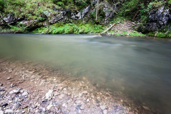 Horská řeka v létě obklopen lesem — Stock fotografie