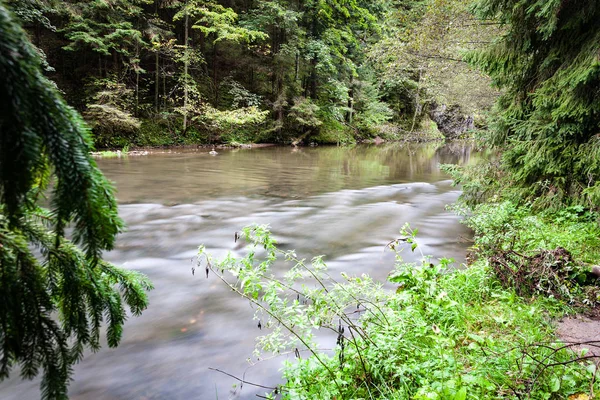 Berg rivier in de zomer omgeven door bos — Stockfoto