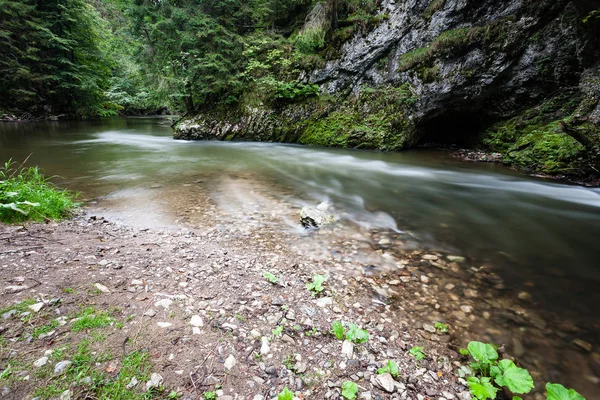 Horská řeka v létě obklopen lesem — Stock fotografie