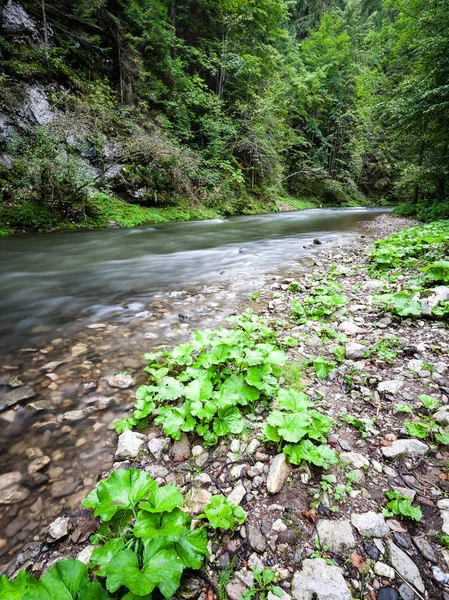 Horská řeka v létě obklopen lesem — Stock fotografie