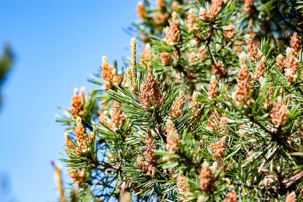 Közelkép a gyönyörű zöld növények életlenítés háttér — Stock Fotó