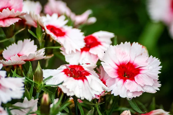 Close-up de flores bonitas com fundo borrão — Fotografia de Stock