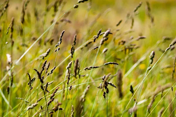 Primo piano di belle piante verdi con sfondo sfocato — Foto Stock