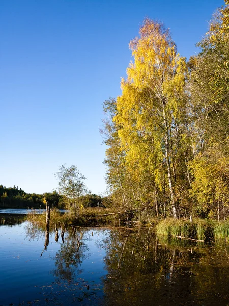 Mountain floden på sommaren omges av skog — Stockfoto