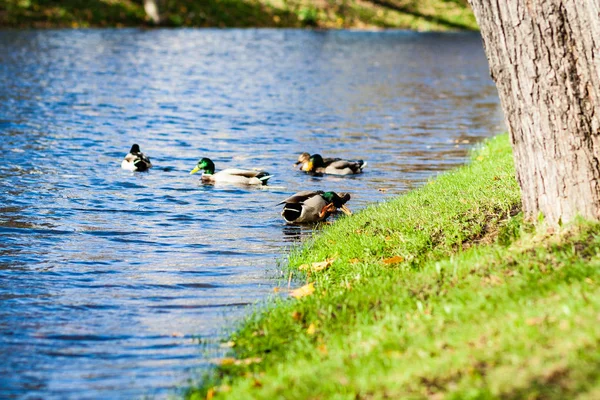 Mountain floden på sommaren omges av skog — Stockfoto