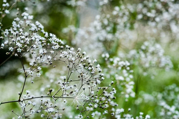 Detailní záběr na krásné květiny s rozostření pozadí — Stock fotografie