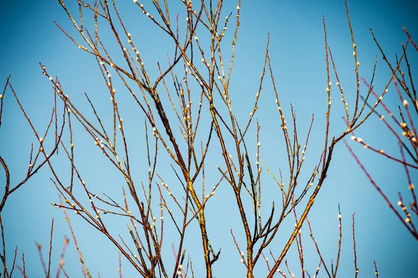 Primo piano di belle piante verdi con sfondo sfocato — Foto Stock