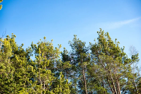 güzel yeşil bitkilerle closeup arka plan bulanıklık