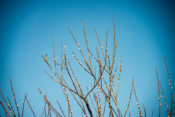 Gros plan de belles plantes vertes avec fond flou — Photo