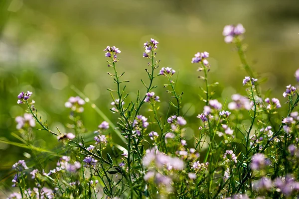 Primer plano de hermosas plantas verdes con fondo borroso — Foto de Stock