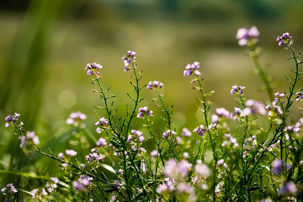 Primer plano de hermosas plantas verdes con fondo borroso — Foto de Stock