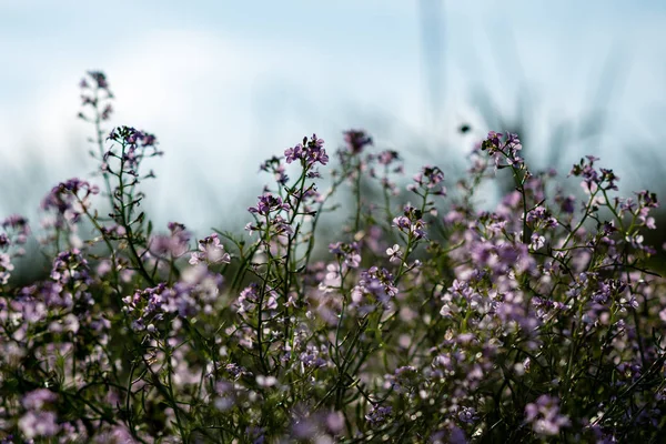 Primer plano de hermosas plantas verdes con fondo borroso — Foto de Stock