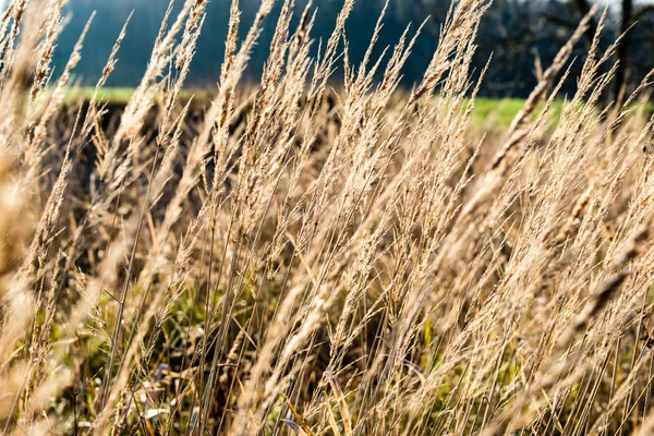 Gros plan de belles plantes vertes avec fond flou — Photo