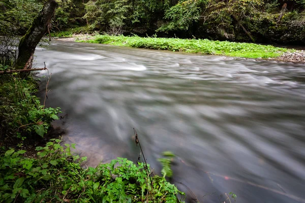 山区河流被森林包围的夏天 — 图库照片