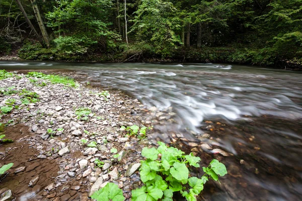 Horská řeka v létě obklopen lesem — Stock fotografie